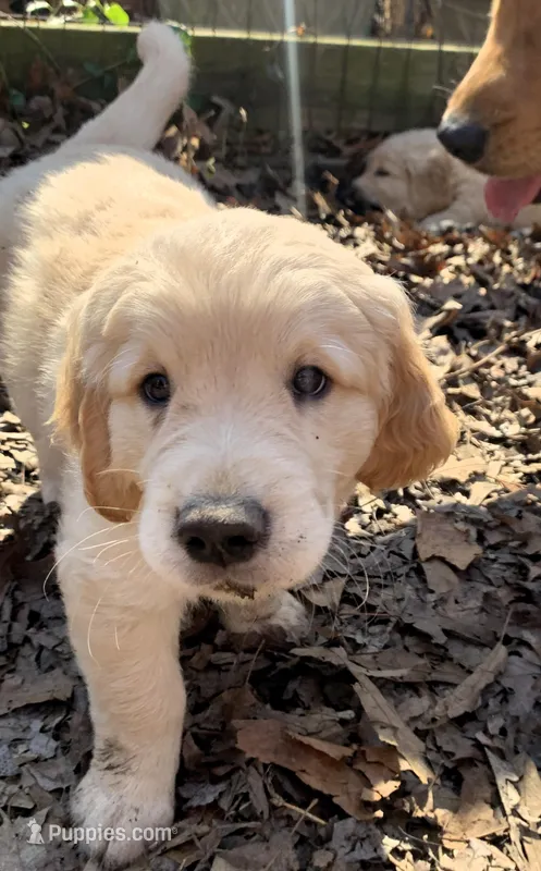 Pearl – Golden Retriever puppy for sale in Toano, VA