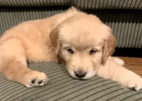 Pearl, a female Golden Retriever for sale in Toano, VA – Photo 3 of 4