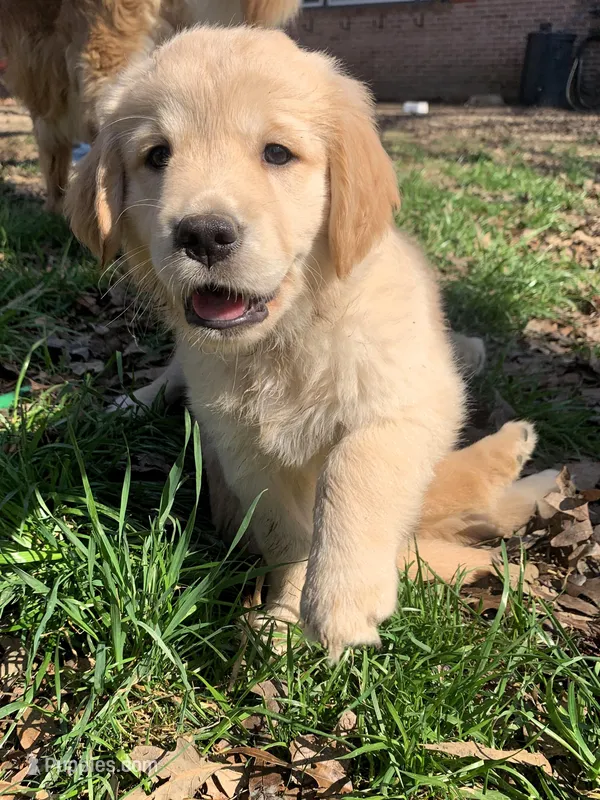 Blossom – Golden Retriever puppy for sale in Toano, VA