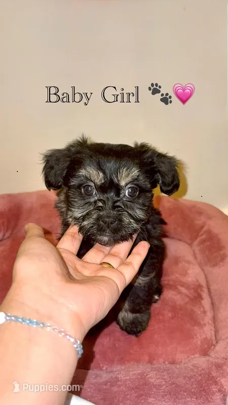 Bella – Shih Tzu puppy for sale in Uniondale, NY
