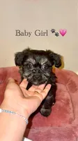 Bella, a female Shih Tzu for sale in Uniondale, NY – Photo 1 of 2