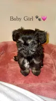 Bella, a female Shih Tzu for sale in Uniondale, NY – Photo 2 of 2