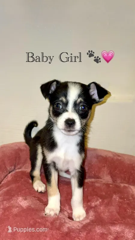 Vivi – Shih Tzu puppy for sale in Uniondale, NY