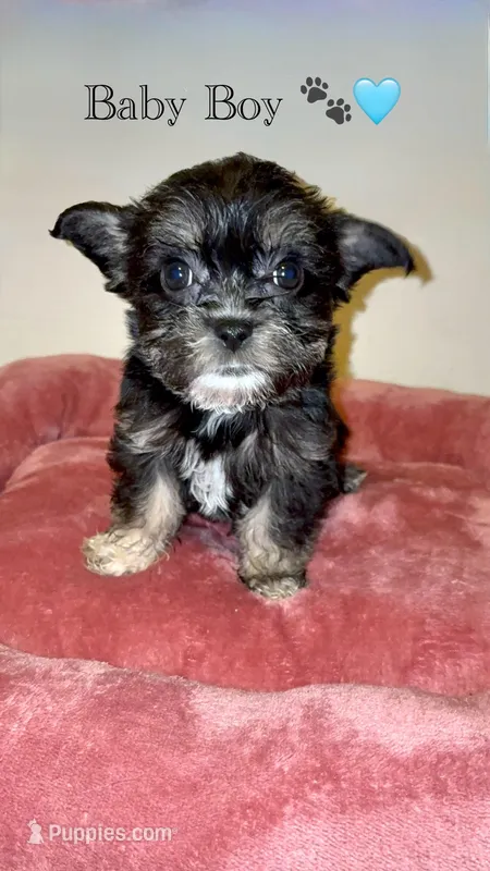 Bear – Shih Tzu puppy for sale in Uniondale, NY