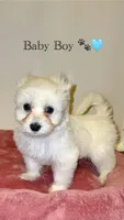 Snoopy, a male Shih Tzu for sale in Uniondale, NY – Photo 2 of 2