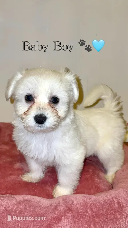 Snoopy – Shih Tzu puppy for sale in Uniondale, NY