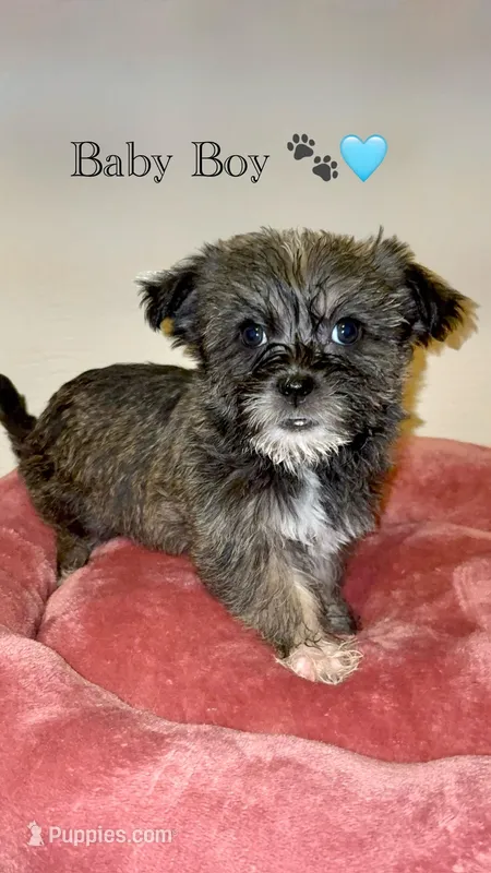 Waffles – Shih Tzu puppy for sale in Uniondale, NY