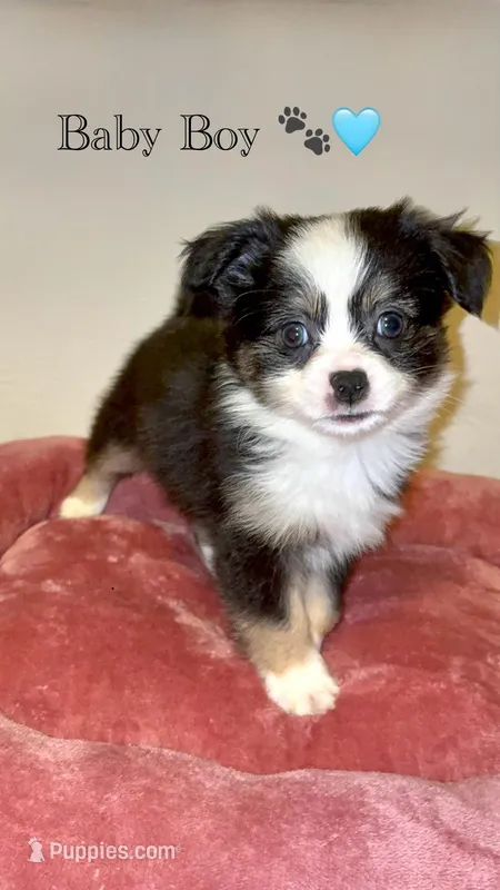 Gizmo – Shih Tzu puppy for sale in Uniondale, NY