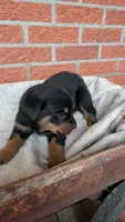 Bella , a female Rottweiler for sale in Detroit, MI – 1 of 2