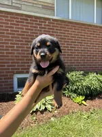 Duke , a male Rottweiler for sale in Detroit, MI – 1 of 1