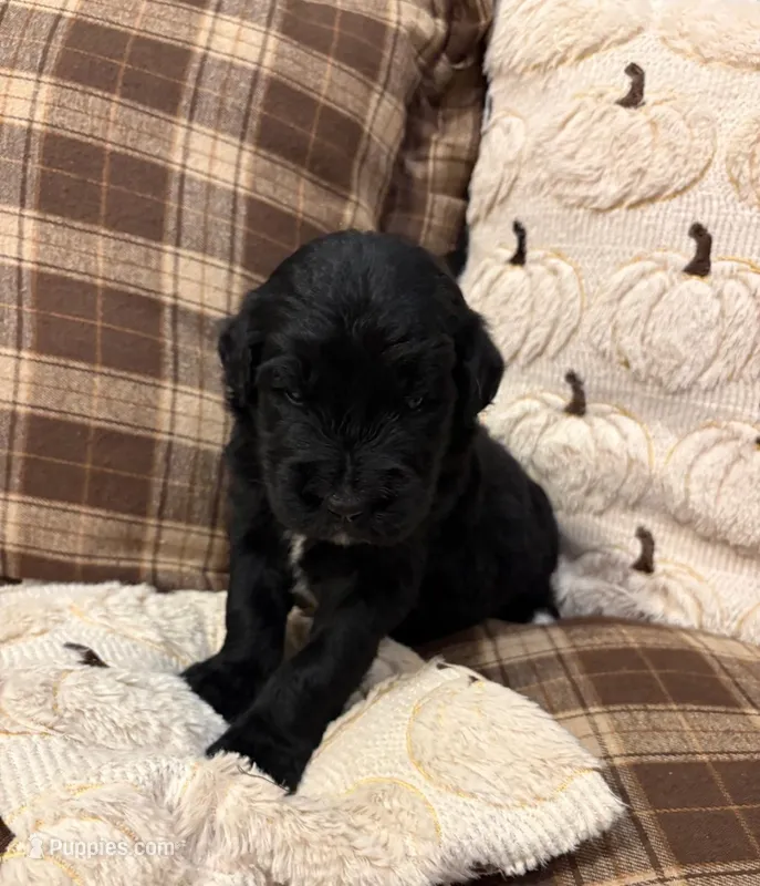 Macy – Goldendoodle puppy for sale in Detroit, MI