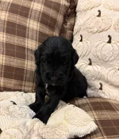 Macy, a female Goldendoodle for sale in Detroit, MI – 1 of 2