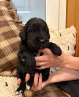 Maverick, a male Goldendoodle for sale in Detroit, MI – 2 of 2