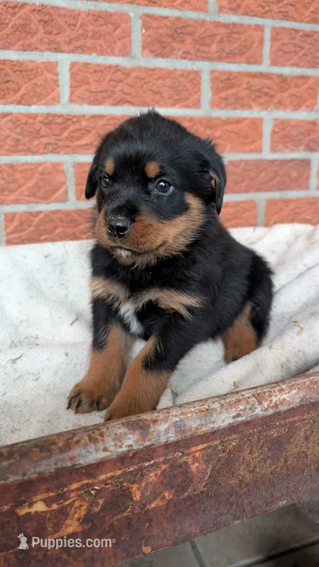 Axel  – Rottweiler puppy for sale in Detroit, MI