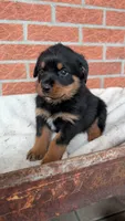 Axel , a male Rottweiler for sale in Detroit, MI – 1 of 3