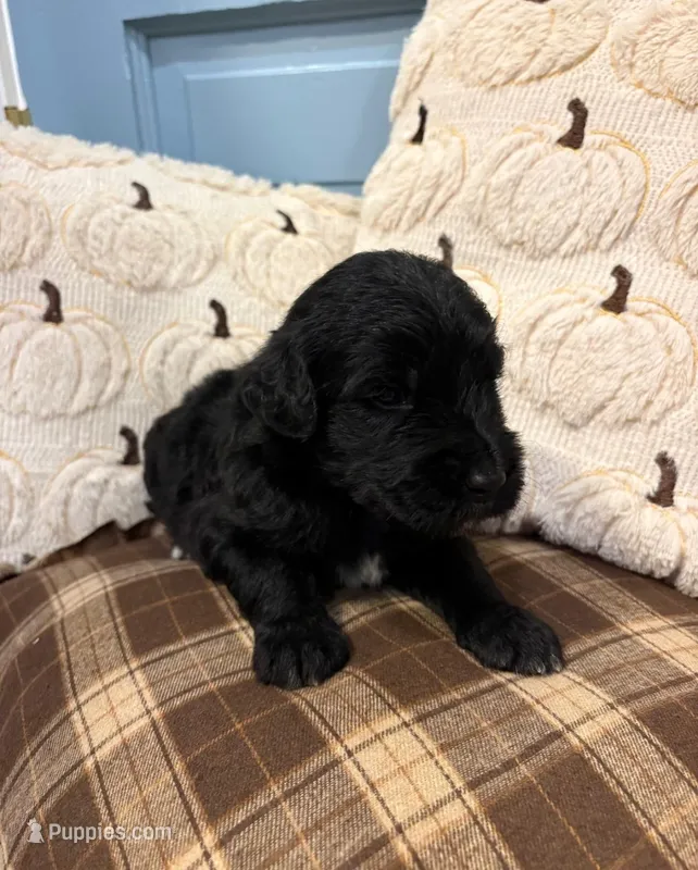 Maverick – Goldendoodle puppy for sale in Detroit, MI