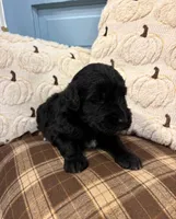 Maverick, a male Goldendoodle for sale in Detroit, MI – 1 of 2