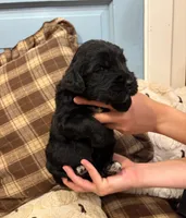 Macy, a female Goldendoodle for sale in Detroit, MI – 2 of 2