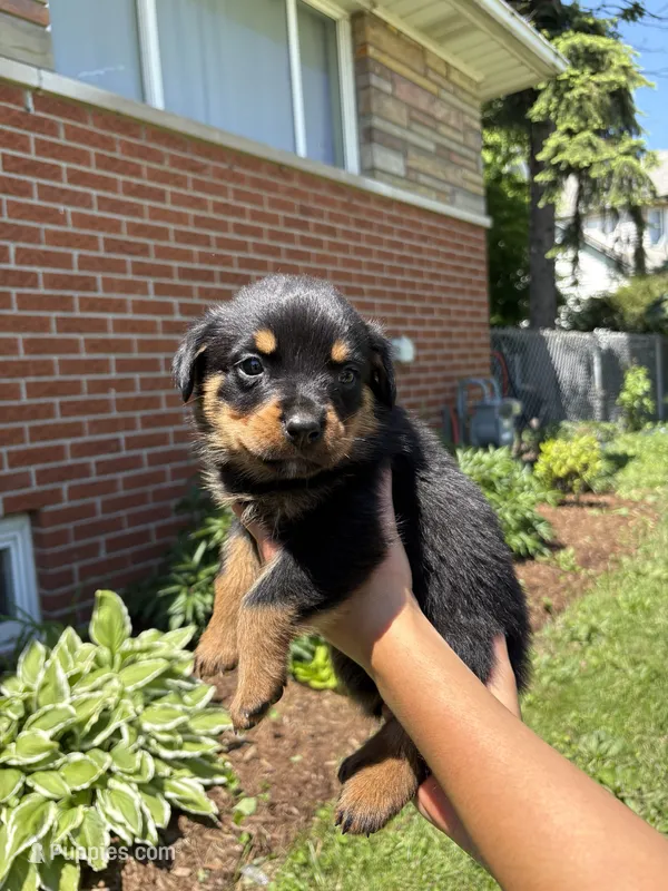 Lana – Rottweiler puppy for sale in Detroit, MI
