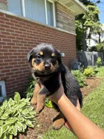 Lana, a female Rottweiler for sale in Detroit, MI – 1 of 1