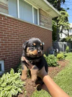 Daisy , a female Rottweiler for sale in Detroit, MI – 1 of 1