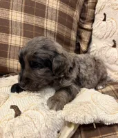 Checker, a male Goldendoodle for sale in Detroit, MI – 1 of 3