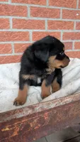 Axel , a male Rottweiler for sale in Detroit, MI – 3 of 3
