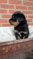 Axel , a male Rottweiler for sale in Detroit, MI – 2 of 3