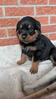 Bella , a female Rottweiler for sale in Detroit, MI – 2 of 2