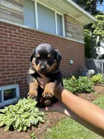 Dale, a male Rottweiler for sale in Detroit, MI – 1 of 1