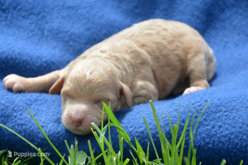 Cody Cavapoo M2 – Cavapoo puppy for sale in Kendallville, IN