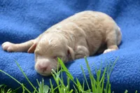Cody Cavapoo M2, a male Cavapoo for sale in Kendallville, IN – 1 of 2