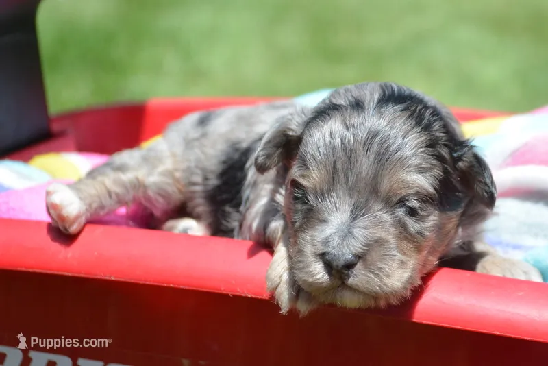 Blue MBD ML3 – Bernedoodle puppy for sale in Kendallville, IN
