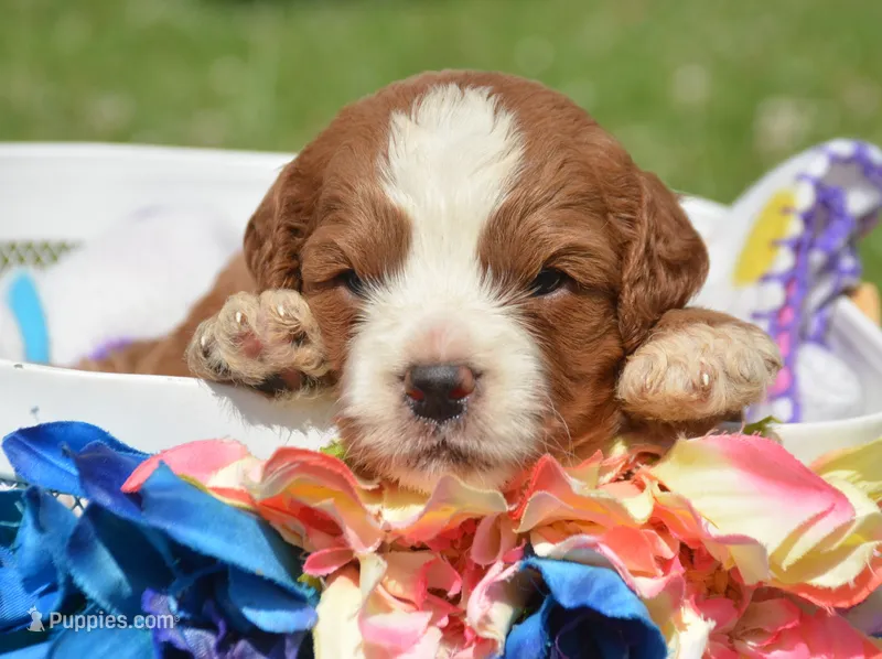 Cain CP M1 – Cavapoo puppy for sale in Kendallville, IN