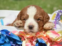 Cain CP M1, a male Cavapoo for sale in Kendallville, IN – 1 of 2