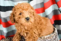 mable Mini GD 2-3, a female Miniature Goldendoodle for sale in Kendallville, IN – Photo 2 of 4