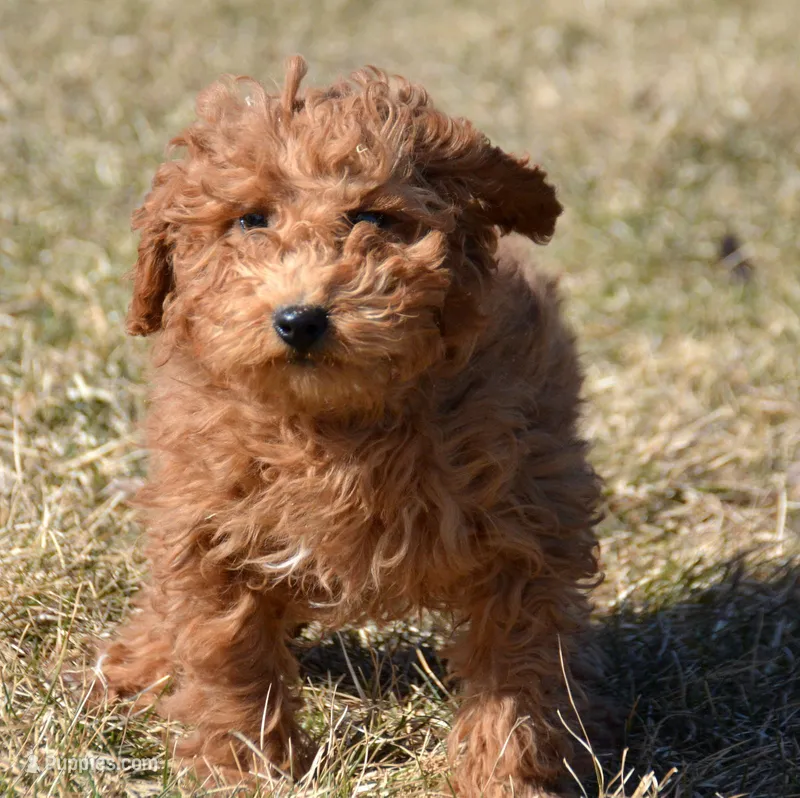 mable Mini GD 2-3 – Miniature Goldendoodle puppy for sale in Kendallville, IN
