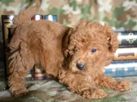 mable Mini GD 2-3, a female Miniature Goldendoodle for sale in Kendallville, IN – Photo 3 of 4