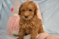 mable Mini GD 2-3, a female Miniature Goldendoodle for sale in Kendallville, IN – Photo 1 of 4