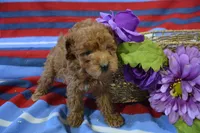 mable Mini GD 2-3, a female Miniature Goldendoodle for sale in Kendallville, IN – Photo 4 of 4