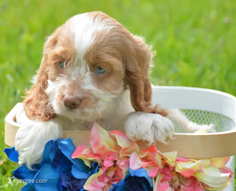 Cari Mini CP F3 – Cockapoo puppy for sale in Kendallville, IN