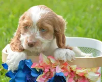 Cari Mini CP F3, a female Cockapoo for sale in Kendallville, IN – 3 of 7