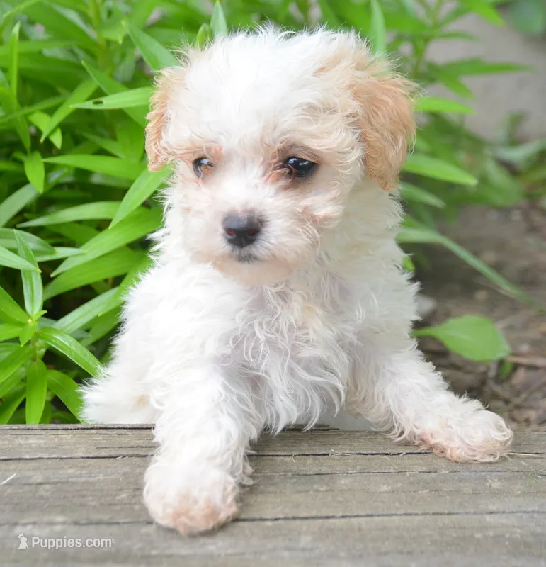 Maxine Maltipoo Fm 4 – Maltipoo puppy for sale in Kendallville, IN