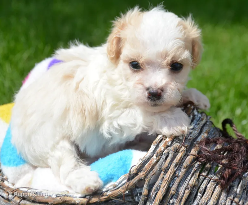 Maxine Maltipoo Fm 4 – Maltipoo puppy for sale in Kendallville, IN
