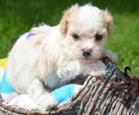 Maxine Maltipoo Fm 4, a female Maltipoo for sale in Kendallville, IN – 1 of 2