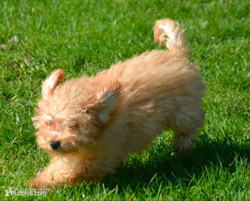 Chris Cavapoo M2 – Cavapoo puppy for sale in Kendallville, IN