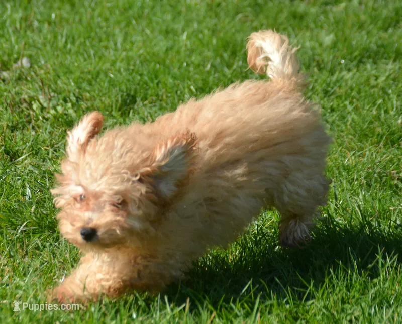 Chris Cavapoo M2 – Cavapoo puppy for sale in Kendallville, IN