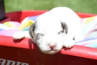 Brooke MBD FM6, a male Bernedoodle for sale in Kendallville, IN – 6 of 8