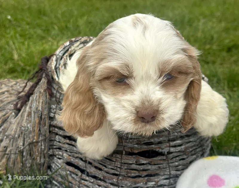 Carla Mini CP F2 – Cockapoo puppy for sale in Kendallville, IN