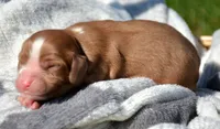 Cash Cav Ml 4-2, a male Cavapoo for sale in Kendallville, IN – 2 of 2